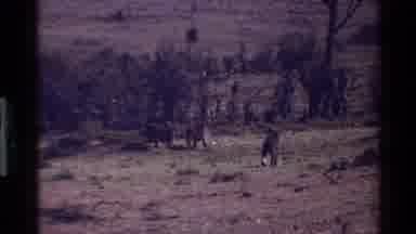 Mara Tanzania (1983): Baboons Walking Through Field On A Bright Sunny Day