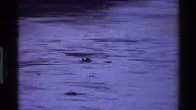 Mara Tanzania (1983): Animals In A Forest Along With River Is Shown