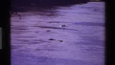 Mara Tanzania (1983): Video Showing Two Bears Swimming Across A River In Calm