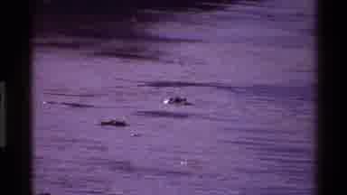 Mara Tanzania (1983): River View Surrounded By Trees And Forest With Some Animals