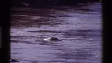 Mara Tanzania (1983): A Wildebeest And Several Other Mammals In Mara River And