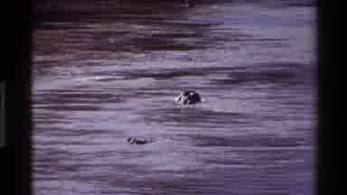 Mara Tanzania (1983): Hippos Coming Out Of The Water On A Sunny Day