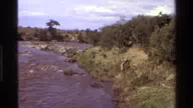 Mara Tanzania (1983): Small Animals Enjoying Their Habitat