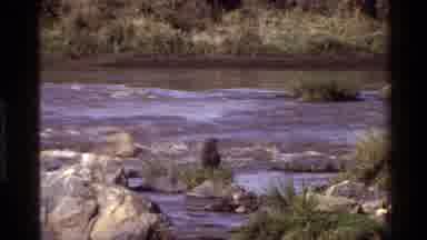 Mara Tanzania (1983): Resting Ape Observes Scenery Of Short Roaring River Showers