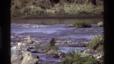 Mara Tanzania (1983): Monkeys Looking For Food In A Grassy Field And Along The