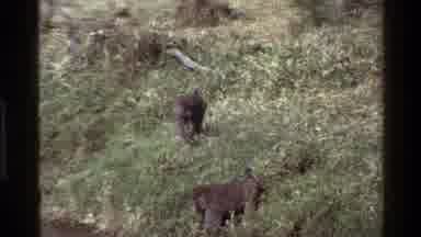 Mara Tanzania (1983): Two Wary Animals Circling Each Other In A Fight For