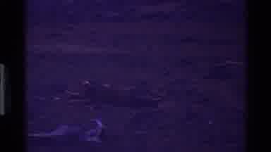 Mara Tanzania (1983): Animals At Night Sleeping