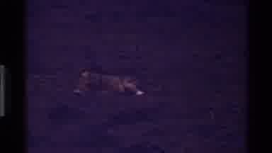 Mara Tanzania (1983): Animals And The Beauty Of The African Desert Which Is Their