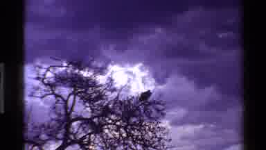 Mara Tanzania (1983): A Vulture Sitting On A Tree Branch During Dusk