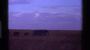 Mara Tanzania (1983): Elephant Herd Walking In Field On A Clear Sunny Day