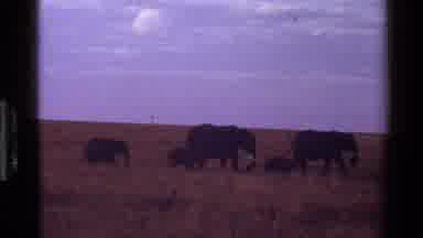 Mara Tanzania (1983): Two Groups Of Walking Animals In The African Savannah