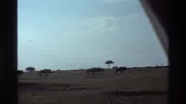 Mara Tanzania (1983): Running Cows Fast Landscape Hidden Filming Gonna Catch You