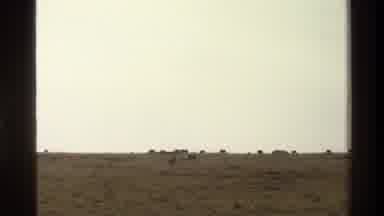 Mara Tanzania (1983): Grasslands Wild Antelope Living In The Wilderness Running