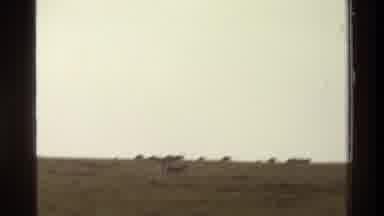 Mara Tanzania (1983): Wild Animals Herd In Open Wilderness Playing