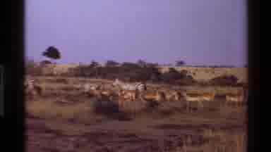 Mara Tanzania (1983): Zebras Walking And Eating Along A The Grasslands In Africa
