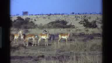 Mara Tanzania (1983): Zebra Scratching Its Back By Rolling On Ground On African