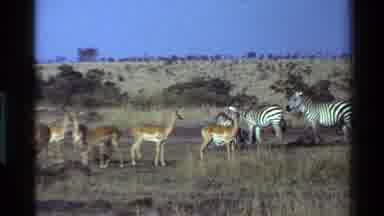 Mara Tanzania (1983): A Glimpse Of African Native Animals In Their Natural Habitat