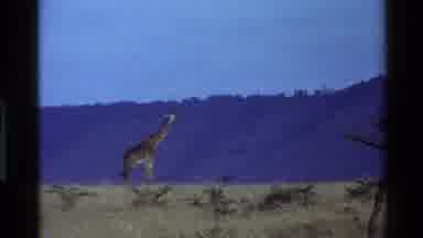 Mara Tanzania (1983): Giraffe Walks Across The Savannah And Eats From A Tree