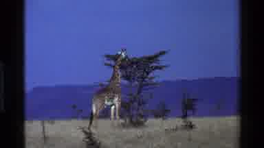 Mara Tanzania (1983): Life In The Wild As A Giraffe