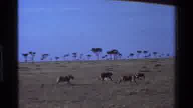 Mara Tanzania (1983): Lions In The Savanna