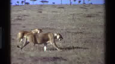 Mara Tanzania (1983): Three Lionesses Walking In Field On A Bright Sunny Day