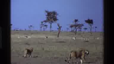 Mara Tanzania (1983): Two Female Lions Walking On Dry Grass Near A Herd Of Grazing