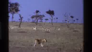 Mara Tanzania (1983): Two Lionesses Strolling From Left To Right On African