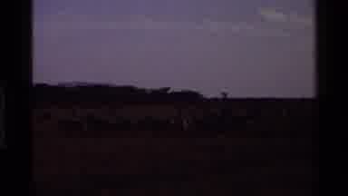 Mara Tanzania (1983): View Of Cattle On Open Range On A Cloudy Day