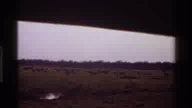 Mara Tanzania (1983): Cows Participating In Their Usual Duties On A Farmland