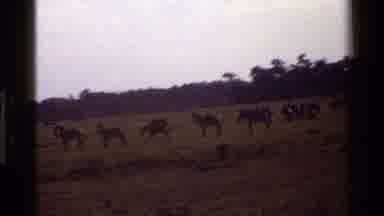 Mara Tanzania (1983): The Zebra Are Walking In The Forest