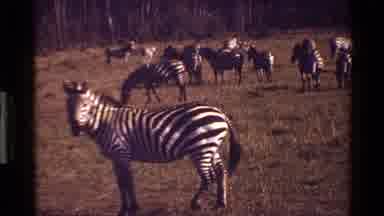 Mara Tanzania (1983): Zebra's Filmed Out In The Wild's Of Their Natural Habitat