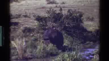 Mara Tanzania (1983): A Small Hippopotamus Traveling Through A Stream Or Swamp