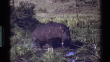Mara Tanzania (1983): Hippopotamus Wading Through Shallow Marsh