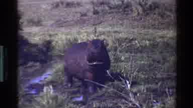 Mara Tanzania (1983): Hippo In Its Natural Habitat