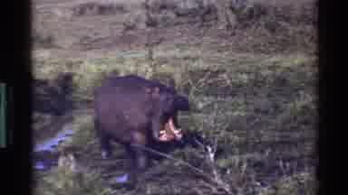 Mara Tanzania (1983): A Grey Hippopotamus Runs Past A White Van And Yawns