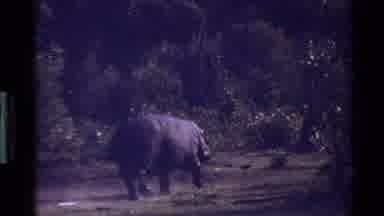 Mara Tanzania (1983): A Hippo Running Around In Its Natural Habitat Near A Body Of