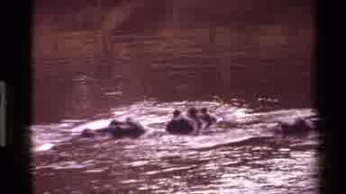 Mara Tanzania (1983): Hippos Laying Quietly In The Water
