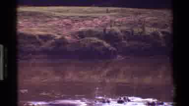 Mara Tanzania (1983): Fat Hippo In Water