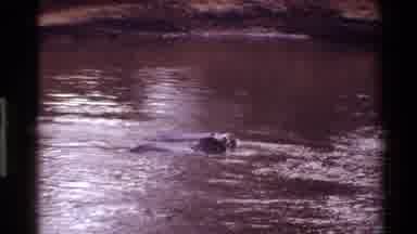 Mara Tanzania (1983): Animal Swimming In The Glistening Body Of Water