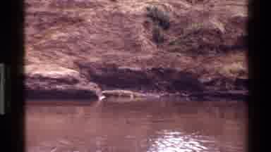 Mara Tanzania (1983): Crocodiles Enjoy Afternoon Of Floating And Sunning