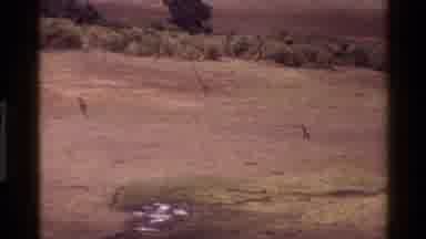 Mara Tanzania (1983): Animals In In Africa Grass Country Moving Along