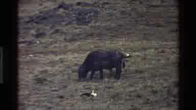 Mara Tanzania (1983): Young Cattle Grazing And Stretching In A Green Pasture With
