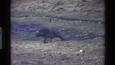 Mara Tanzania (1983): The Buffalo Is The Pond