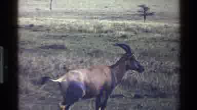 Mara Tanzania (1983): Looks Into The Distance For Any Oncoming Predator That May