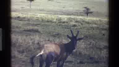 Mara Tanzania (1983): Wet Land No Water And Trees One Animal Was Standing Hungry