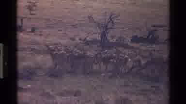 Mara Tanzania (1983): Large Herd Of Deer Like Animals And A Large Bird In The Wild