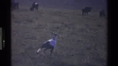 Mara Tanzania (1983): Bird Camp Rural Leafs Running Old Zoo Food Cows Ground