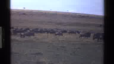 Mara Tanzania (1983): Large Gnu Herd Walking Through Field On A Bright Sunny Day