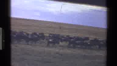 Mara Tanzania (1983): A Herd Of Wild Buffalo Moving Together Across The Land