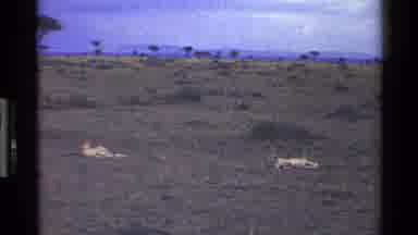 Mara Tanzania (1983): Cheetahs Lie In The Field On A Clear Day Soaking Up Some Sun